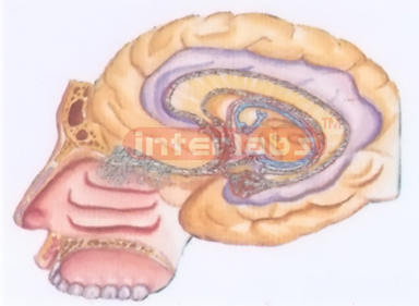 HUMAN OLFACTORY ORGANS